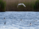 Black-headed Gull – Mewa Śmieszka